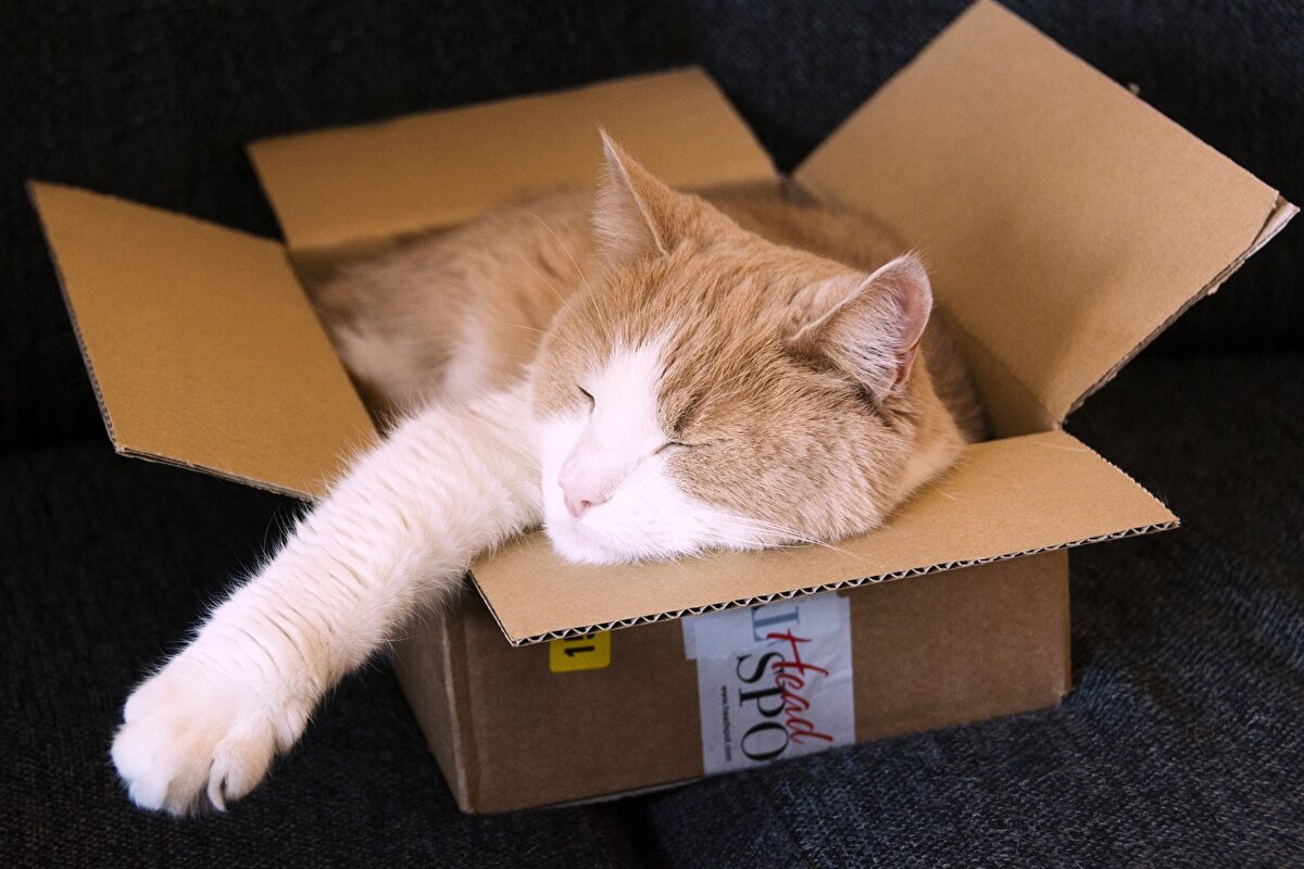 Почему кошки обожают коробки: научные объяснения и основные причины