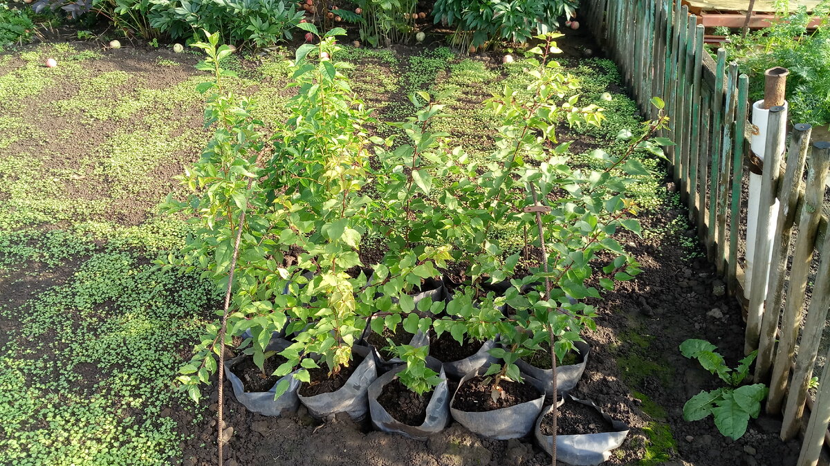 Сеянцы абрикосов и сливы осенью первого года жизни.