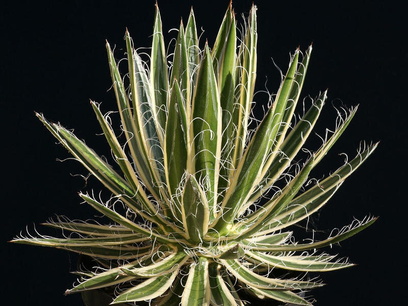 Агава нитеносная (лат. Agave filifera)