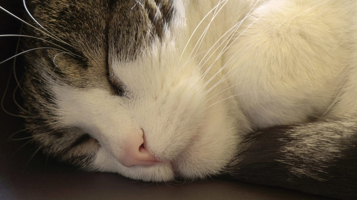 Сон - это то, что делают кошки, и они делают это хорошо! Многие люди недооценивают, сколько кошка может спать. Если вам интересно, спит ли ваша кошка слишком много, этот пост должен помочь вам успокоиться.