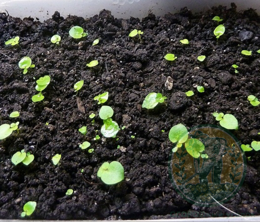 Подписывайтесь на канал и прокачивайте ваш огород!)