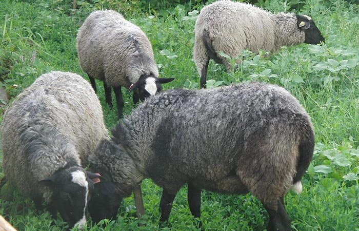 Мои первые овцы