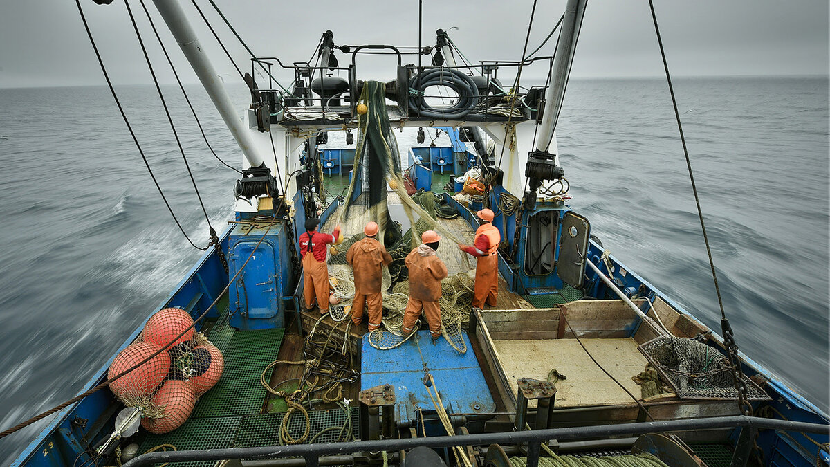 Анализ рынка свежемороженой рыбы
