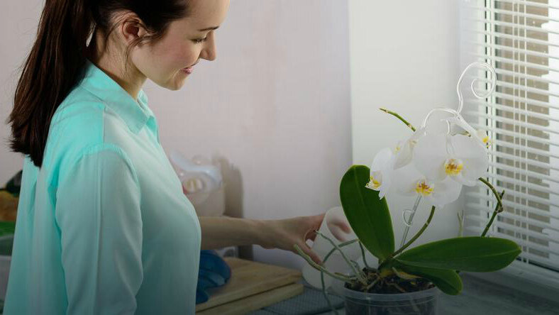 shutterstock/Ruslan Galiullin