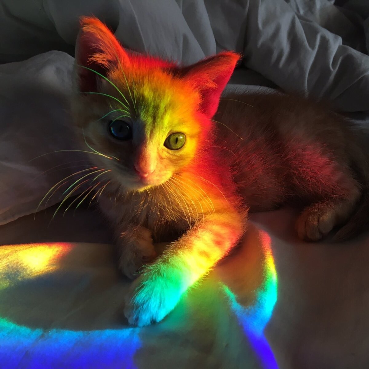 радужные зверьки. радужные котята. разноцветные котики. рейнбоу кэт. коты на радуге.