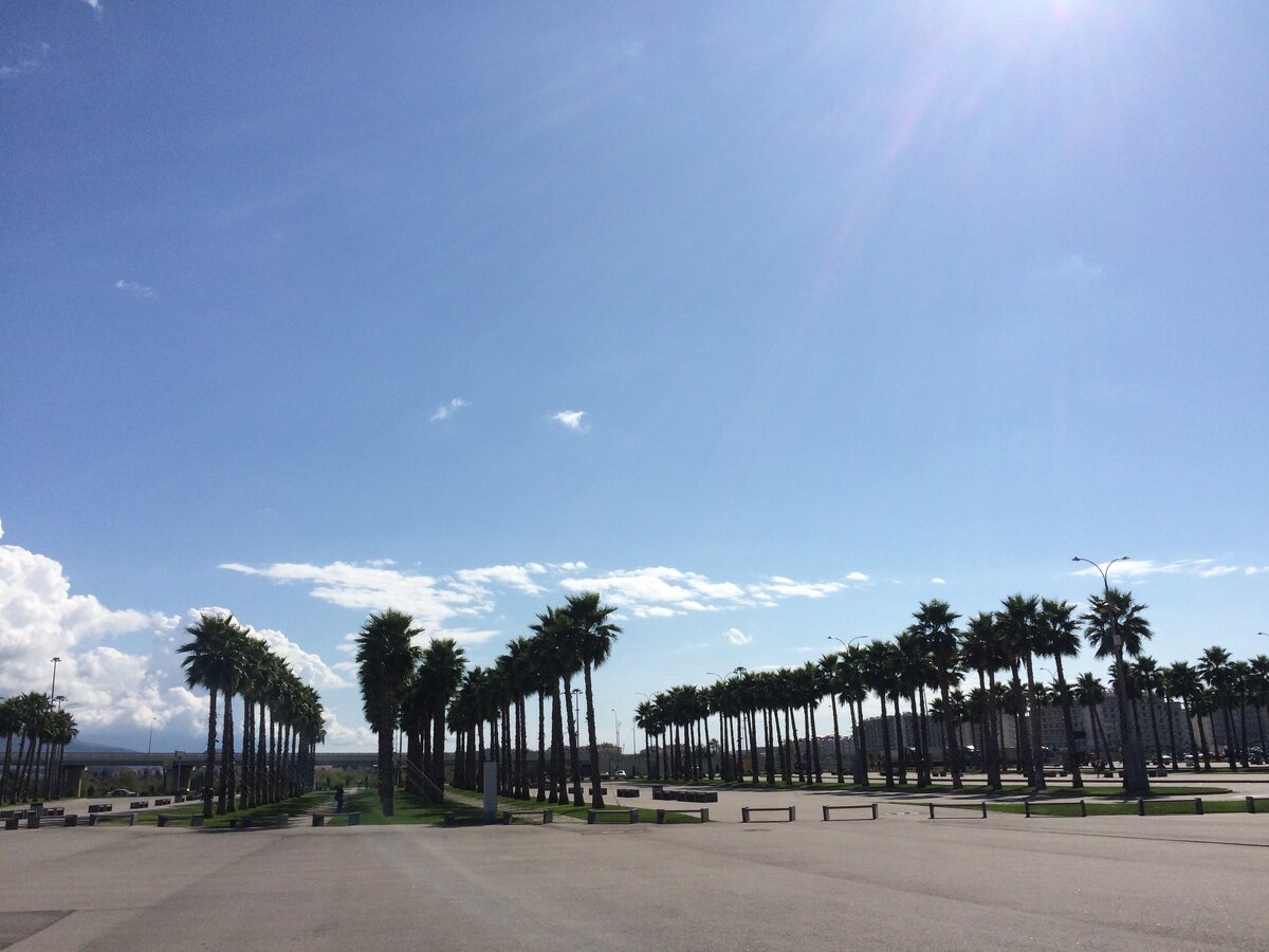 Олимпийский парк пальмовая аллея