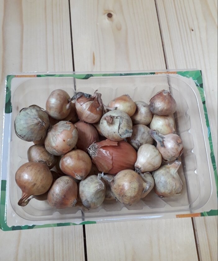 Так же хочу посадить лук-севок на зелень. Перед посадкой я срезала кончик луковицы- для лучшего прорастания.