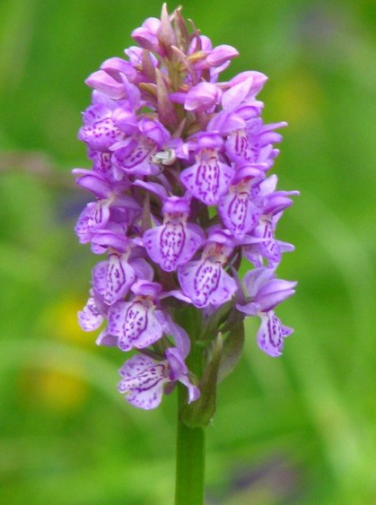 Ятрышник - распространен в умеренном климате северного полушария