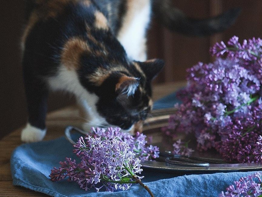 Если эта кошка прыгает на стол, то только ради запаха сирени)