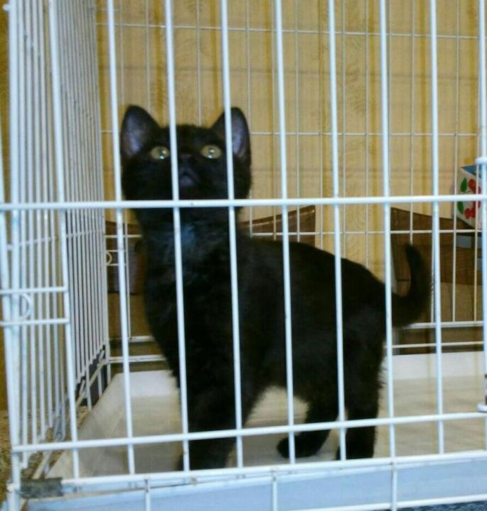 Этот котенок с просторов интернета очень на него похож