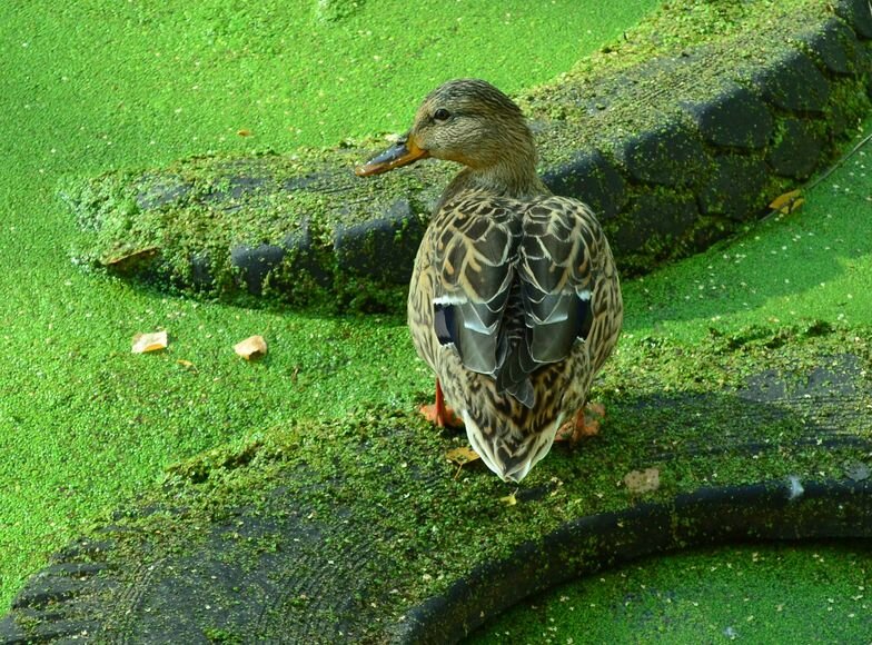 «Обмен веществ» Земли уже нарушен. Причиной этого стал человек ...