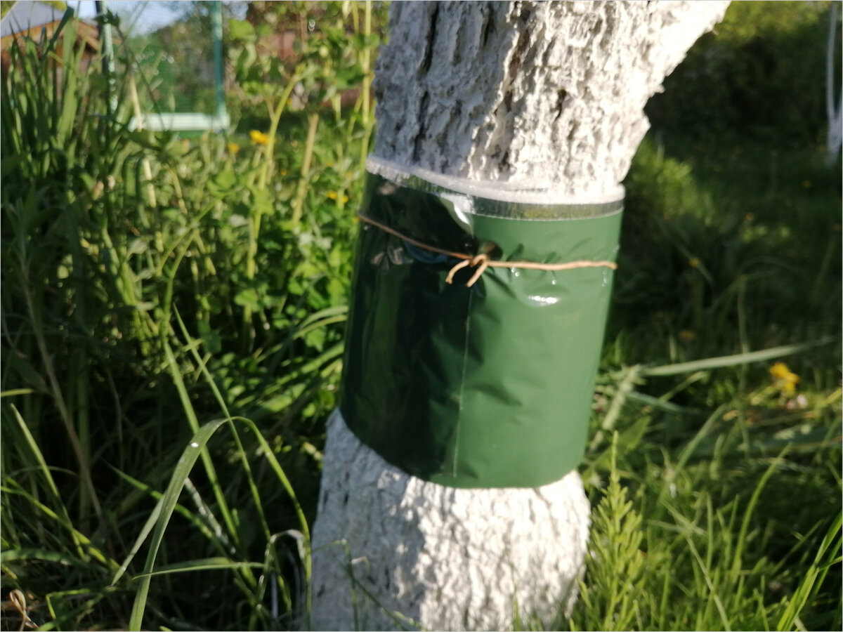 Ловчий пояс от насекомых на грушевом дереве.