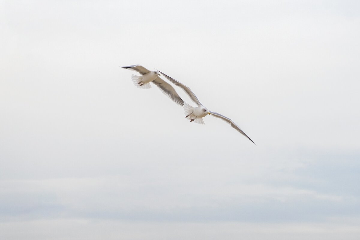 photo by pixabay