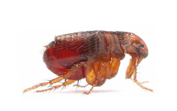 источник фото:  klopnope.ru