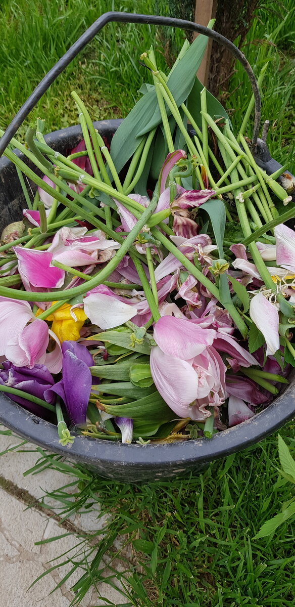 Цветы для срезки. Тюльпан в иллюстраторе. Как правильно подрезать тюльпаны. Тюльпаны срезка. Срезанные цветы.