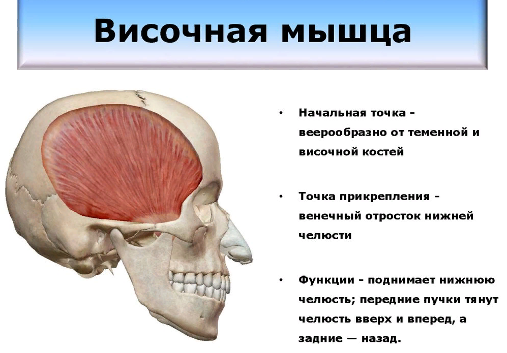 Височная мышца. Височная мышца (m. temporalis). Височно теменная мышца функции. Прикрепление височной мышцы. Височная мышца начало и прикрепление функции
