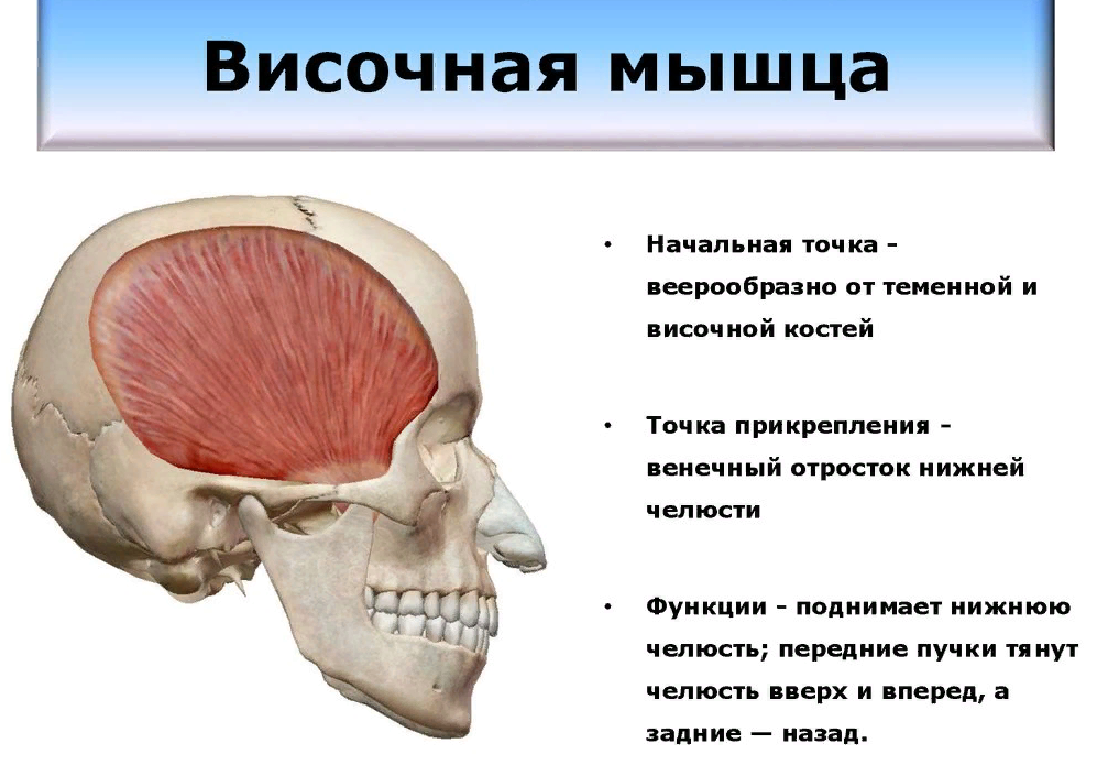 Прикрепление мышц. Височная мышца (m. temporalis). Височно теменная мышца функции. Прикрепление височной мышцы. Височная мышца начало и прикрепление функции.