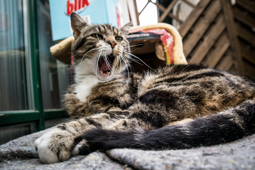 хах и гифки работают (это успех)