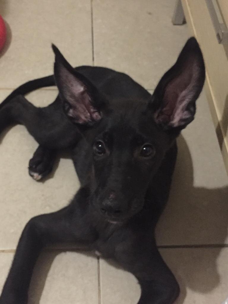 Щенок из Банды Дворян Джано