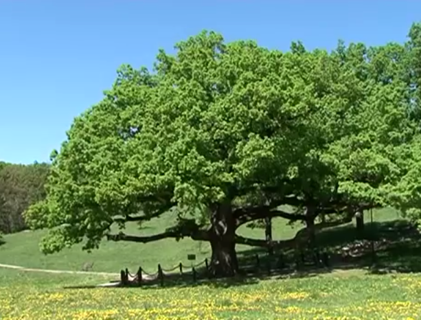 Дуб в посёлке Дубовое