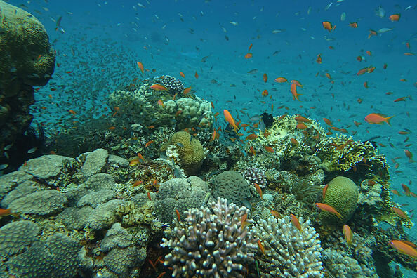 Мой первый дайвинг в Эйлате