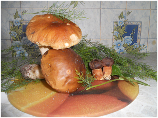 Композиция «В царстве старичка-боровичка»