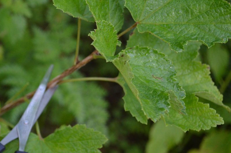 Обрезаю молодые побеги у черной смородины. 