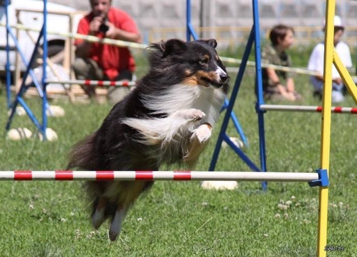 Аджилити. Фото из открытых источников