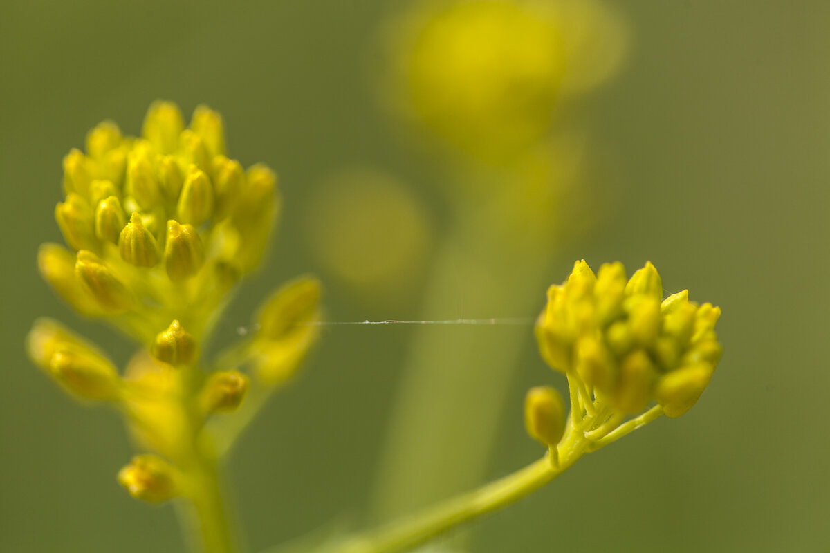 Паутинка на цветках