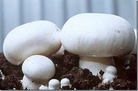 Фото из сети Интернет