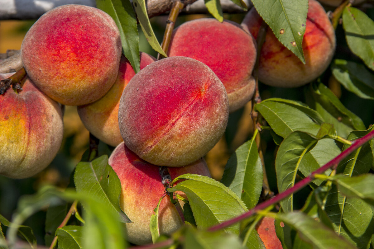 Осенний сюрприз сорт персика