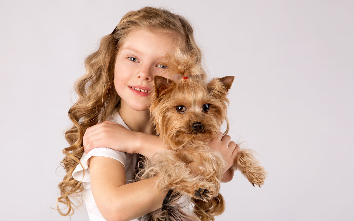 Йоркширский терьер