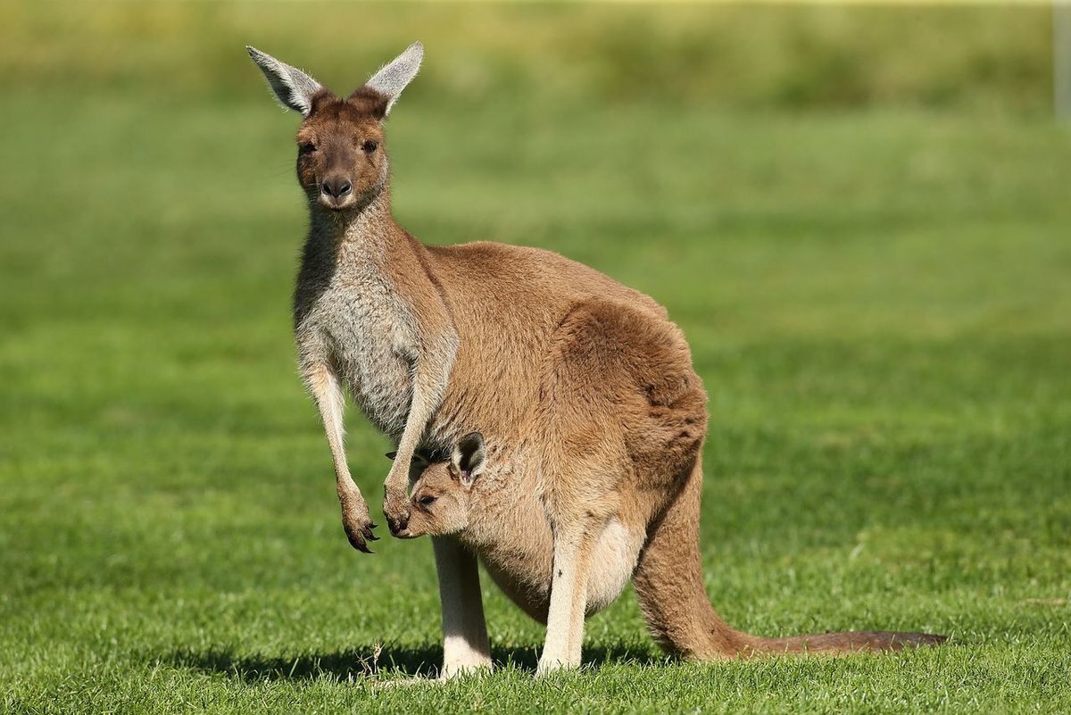Заглянем в сумку к кенгуру | Мир домашних животных | Дзен