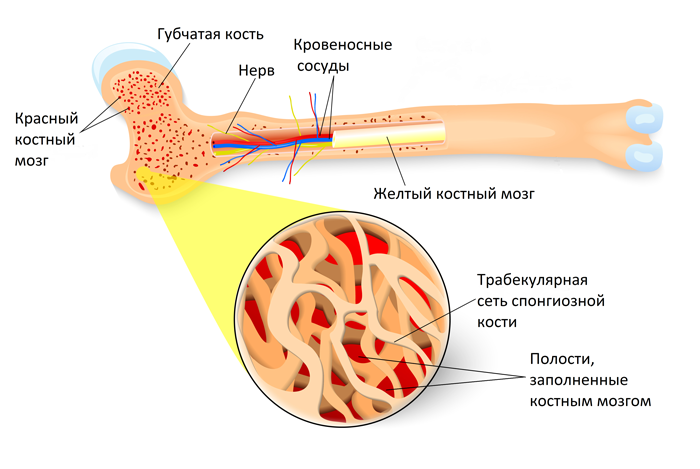 Губчатое вещество кости функции