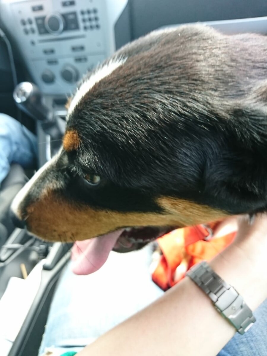 поехали домой. еще на своей