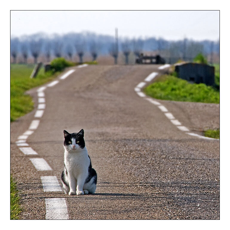 Как кошка находит дорогу домой | Мир домашних животных | Дзен
