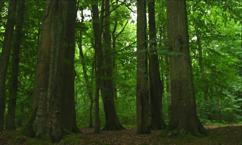 Буковая роща, пос. Лесное (Варникен), Музей леса