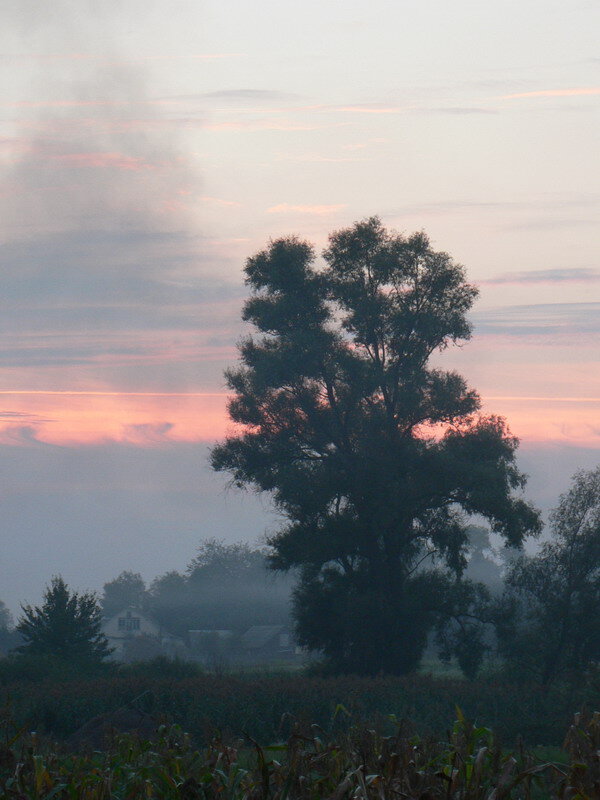 Яндекс. Картинки