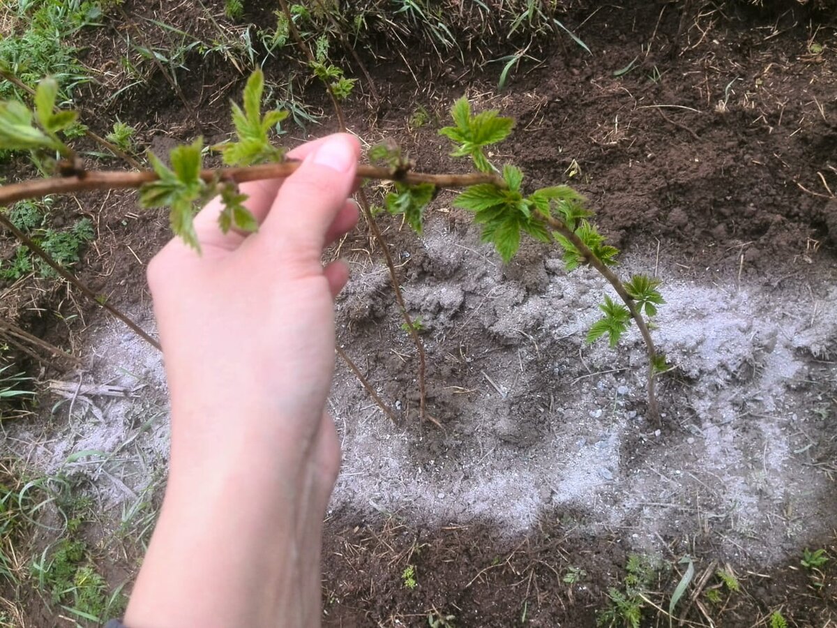 Какие работы нужно сделать на даче весной