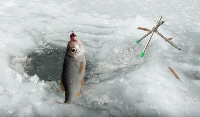 Секретный ингредиент для зимней рыбалки, когда рыба отказывается клевать - с ним без улова не останетесь