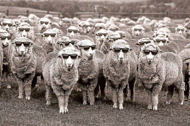 Австралийские мериносы - с Лагерфельдом не путать! 
