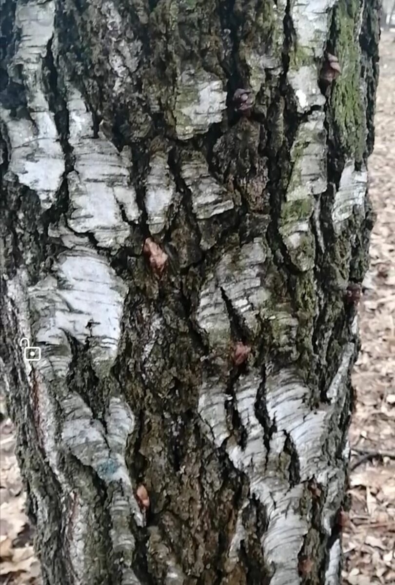 У меня березка. Фото из личного архива