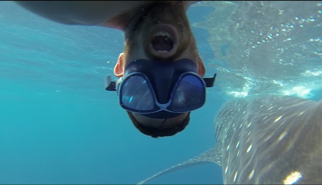Человек в воде вместе с акулой.