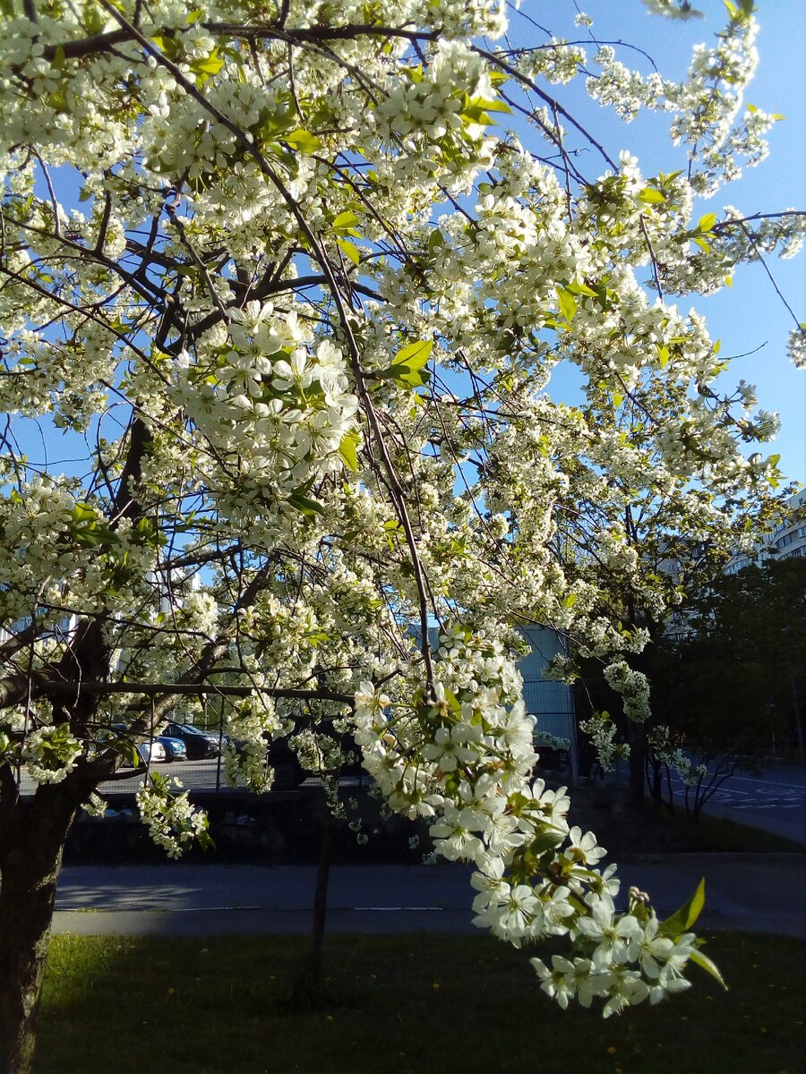 Яблони в цвету,как у нас на даче.