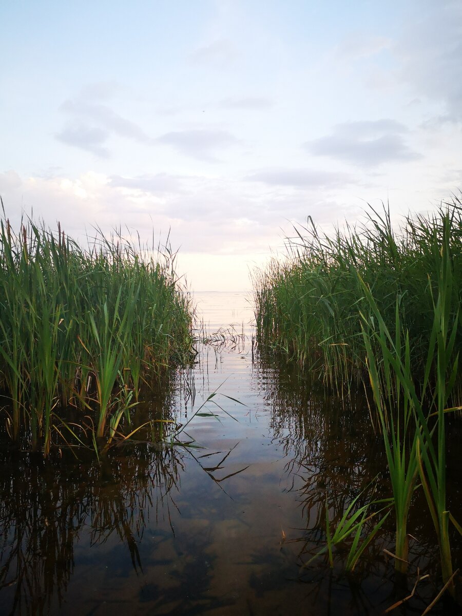 Когда то был песчаный пляж, сейчас же все заросло камышами.