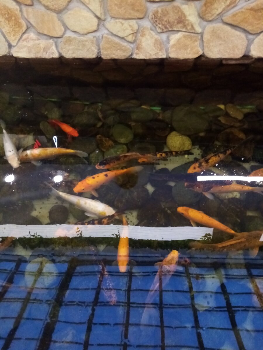 Заодно на рыбок полюбовались...