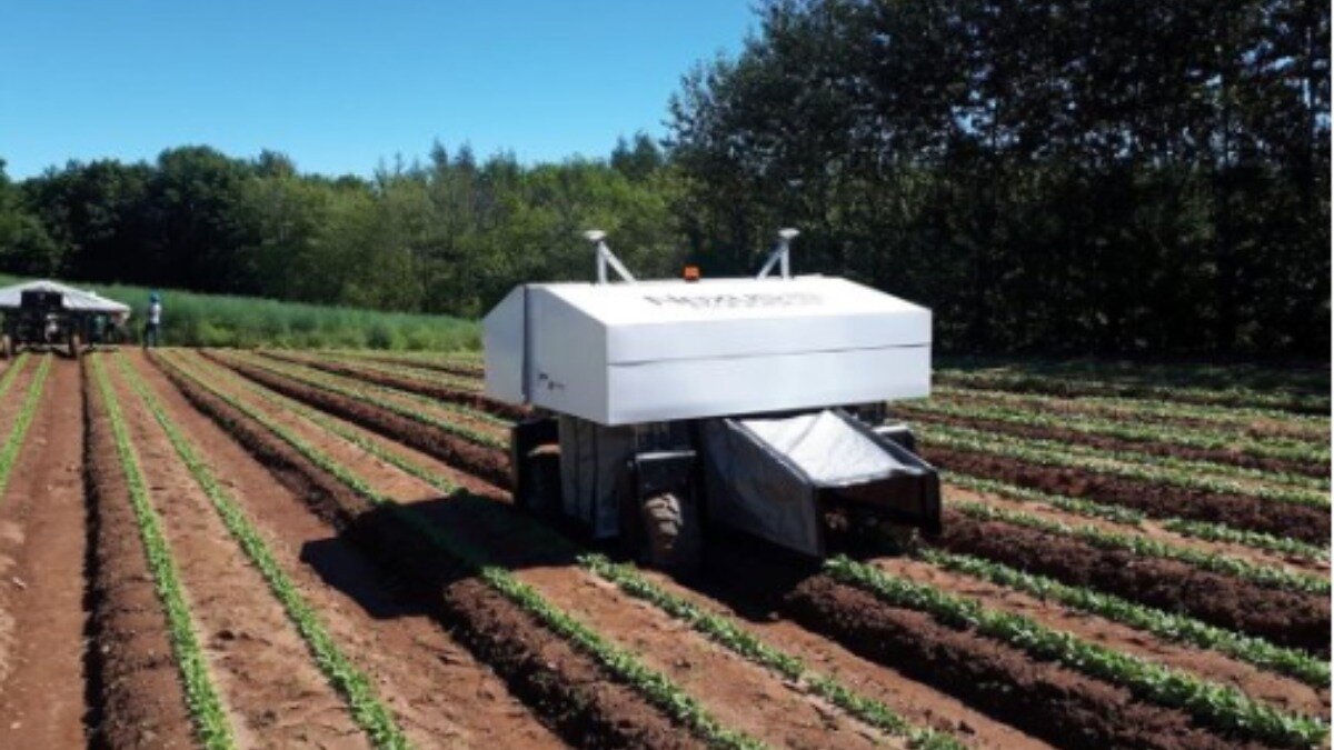 Фото:www.futurefarming.com Робот удаляет сорняки без повреждения посевов