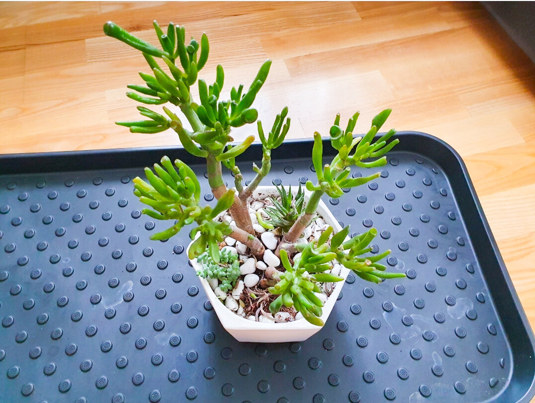 Стволы облысели и сбросили листья