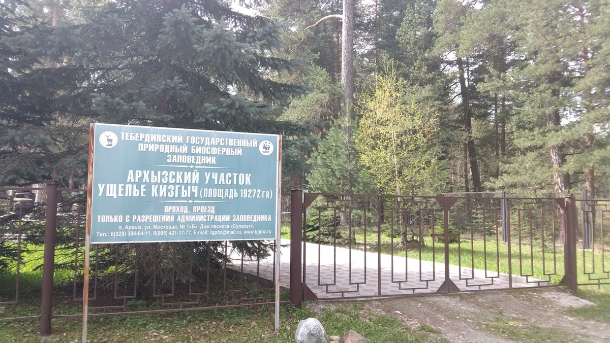 В верховьях Кизгыча сохранился уникальный лес. Пихты дорастают до 60 м в высоту, 1,5 метра в обхвате. Отдельные экземпляры доживают до 700 лет. В этом лесу местные собирают грибы, ягоды, орехи для себя и туристов. Фото автора блога