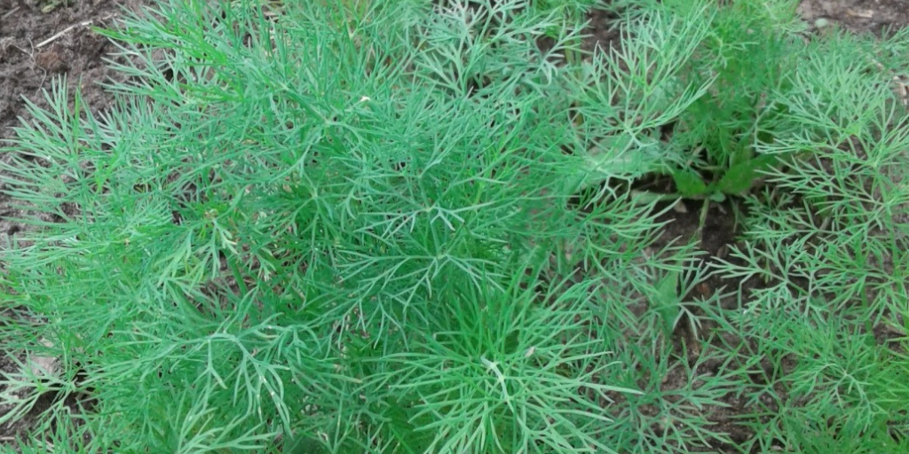 Я сею укроп небольшими куртинками, так он удается лучше.